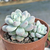 Sedum clavatum - comprar online