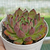 Echeveria "Black Bubble" - comprar online