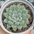 Echeveria "Wow Factor" - comprar online