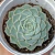 Echeveria "Sara Himebotan"