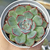 Echeveria beneotine