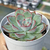 Echeveria beneotine - comprar online