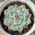 Echeveria chihuahuensis - comprar online