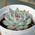 Echeveria chihuahuensis