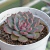 Echeveria "Santa Lewis" - comprar online