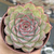 Echeveria "Hercules" Verdadeira - comprar online