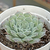 Echeveria "Hiarium" (Carunculas) - comprar online