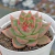 Echeveria agav. "Lady's Choice" - comprar online