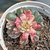 Echeveria "Agita Rose" Variegata