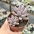 Pachyphytum rzedowskii rosa