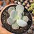 Pachyphytum glutinicaule