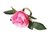 Porta Guardanapo Rosa Cor de Rosa