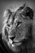 The King ll - comprar online