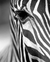 Zebra Portrait en internet