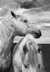 Horses lll - comprar online
