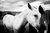HORSES B&W - comprar online
