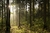 Bosque. - comprar online