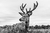Deer ll - comprar online