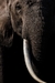 Elephant Portrait - comprar online