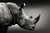 Rino