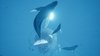 ABZU PS4 - Dakmors Club