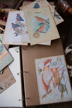JOURNAL BOTANICAL "Rosa roja" en internet