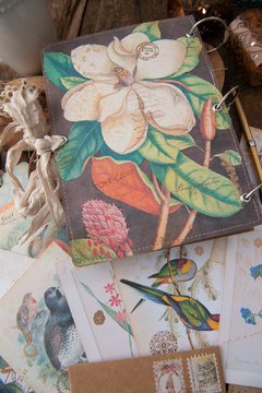 JOURNAL BOTANICAL "mariposa y magnolia" en internet