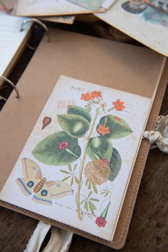 JOURNAL BOTANICAL "mariposa y magnolia" en internet