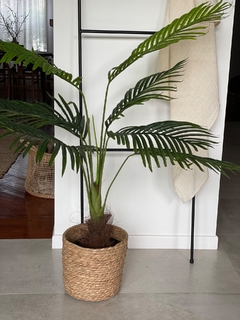 Palmera 1,20 en internet
