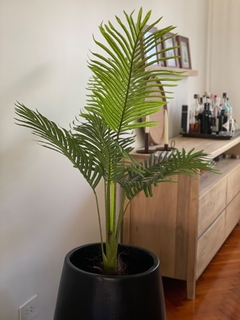 Palmera 1,20
