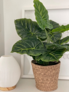 Caladium en maceta