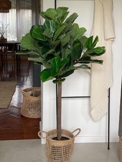 Ficus Pandurata