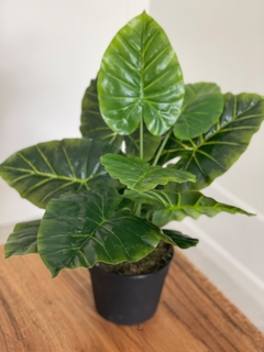 Caladium en maceta - comprar online