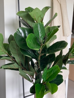 Ficus Pandurata - comprar online