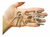 Clavos de metal juego de ingenio