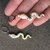 Serpiente florida - comprar online