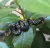 Dije, Serpiente Negra