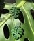 Colgantes Monstera