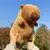 Peluche Carpincho - Capibara (Importado)