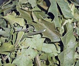 Espinheira Santa 100g