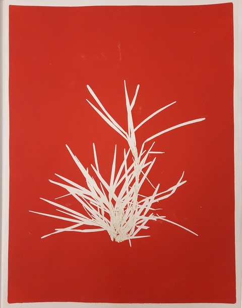 Santidio Pereira #10