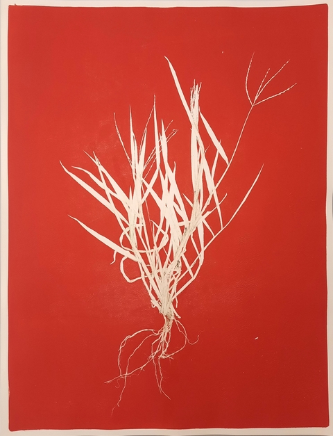 Santidio Pereira #15