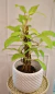Filodendron Hederaceum Lemon Lime - comprar online