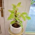 Filodendron Hederaceum Lemon Lime