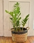 Zamioculca Zamiflora n 15 - comprar online