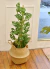 Monstera Adansonii tutorada - comprar online
