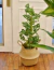 Monstera Adansonii tutorada en internet