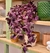 Tradescantia Zebrina M en internet