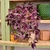 Tradescantia Zebrina M - comprar online