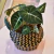 Alocasia Black velvet en internet